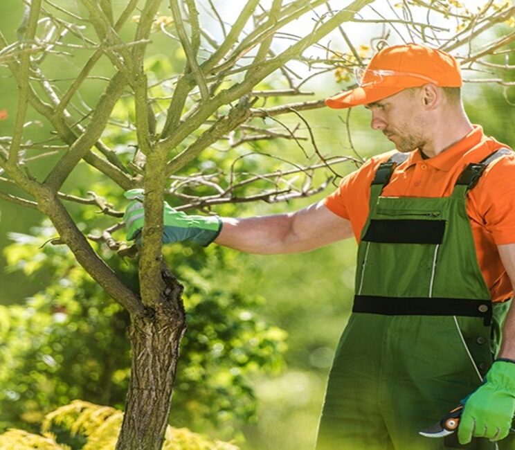 treecareprofessional_1170x650 treecareprofessional_1170x650